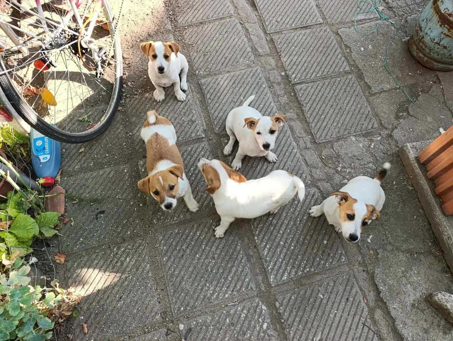 Джак Ръсел Jack Russell