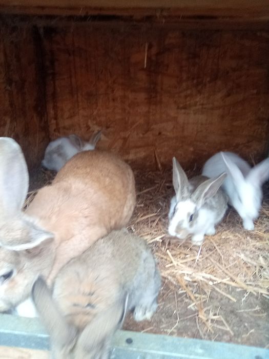 Vând Iepure (Doar Puii)