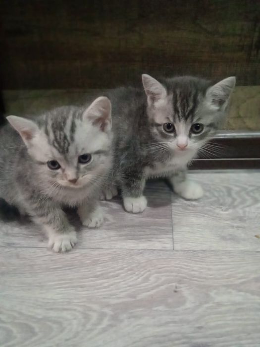 Продам породистых котят.