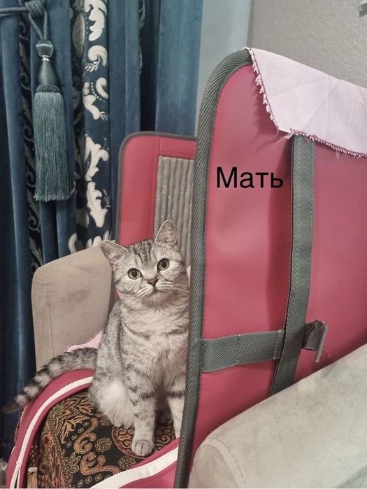 Британские котята