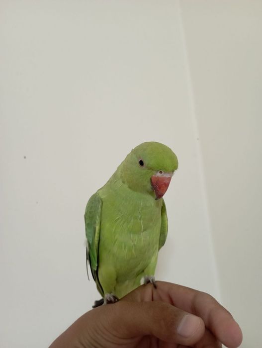 Ожереловый попугай ручной
