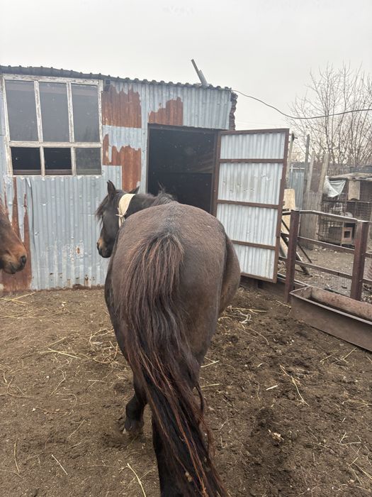 Казакы бие мен полукров еркек тай сатылады