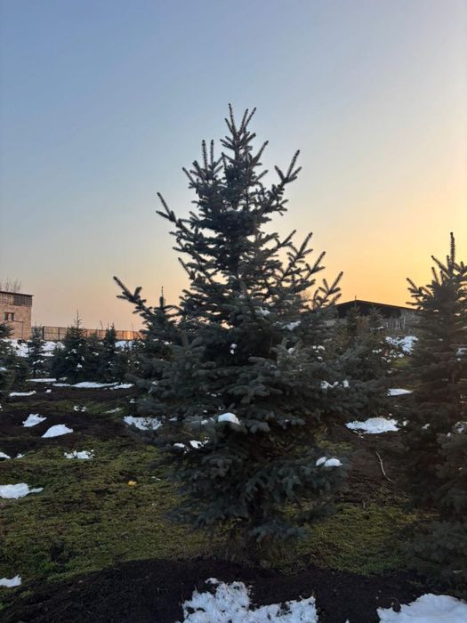 Голубая ель шок цена