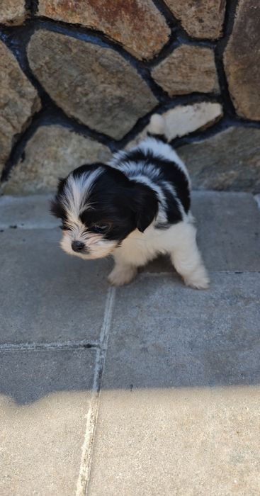 Shih tzu de vânzare