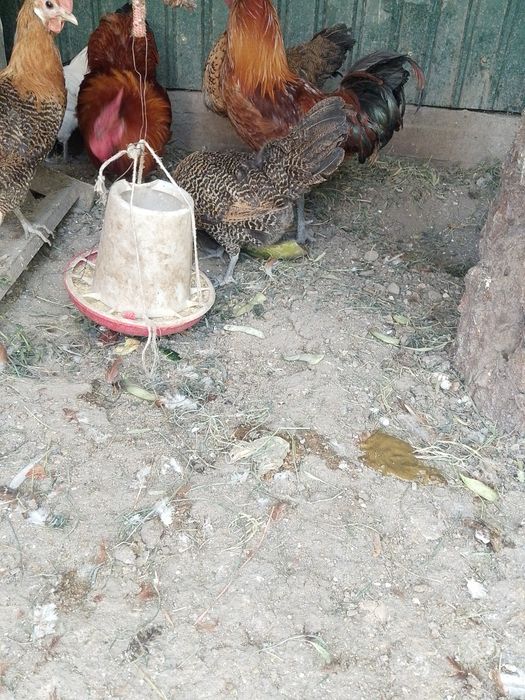 Продам молодых курей прошлогодний выводок.