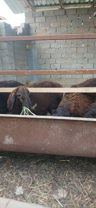 Xusori kashtan simjun.Urgochi qoyla va qochqorla sotiladi