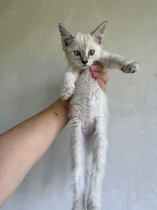Котята в добрые руки. Ташкент