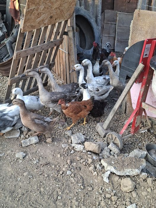 Vând rațe gâște  rate