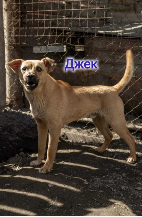 Дарю в добрые и ответственные руки