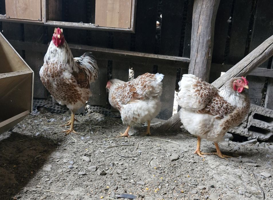 Pasari de fasa wiandote