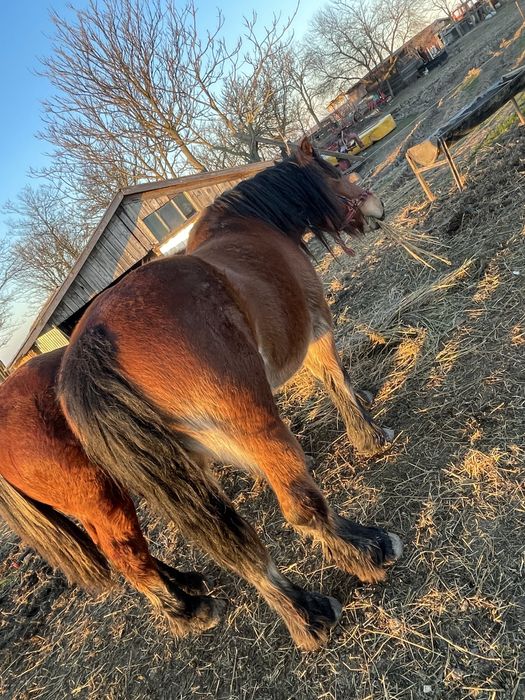 Iapa cu manz de vanzare