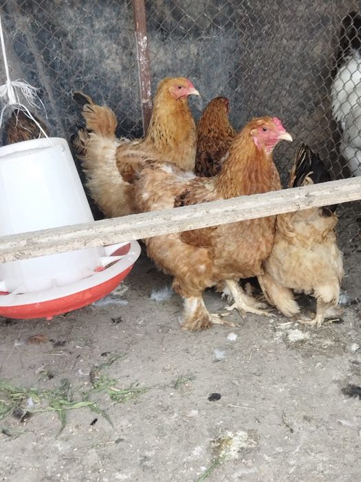 Продам куры домашние