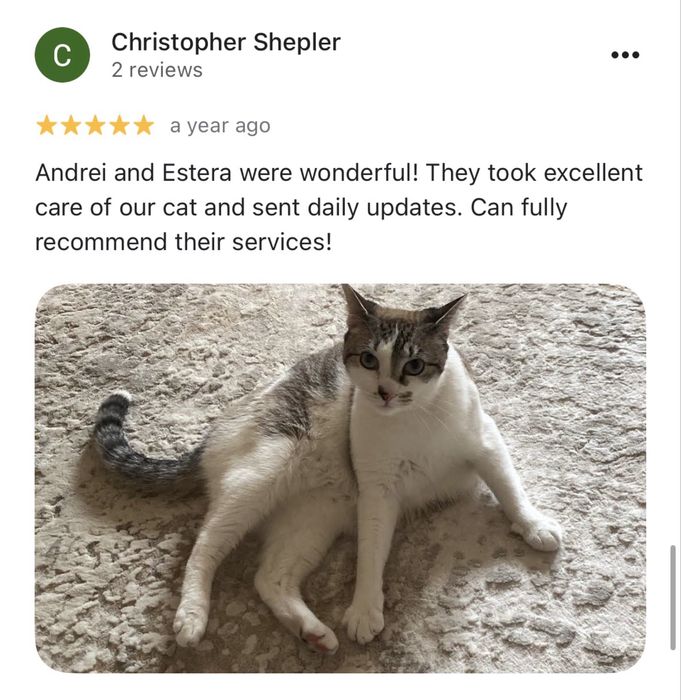 Cat Sitter la domiciliu Brasov