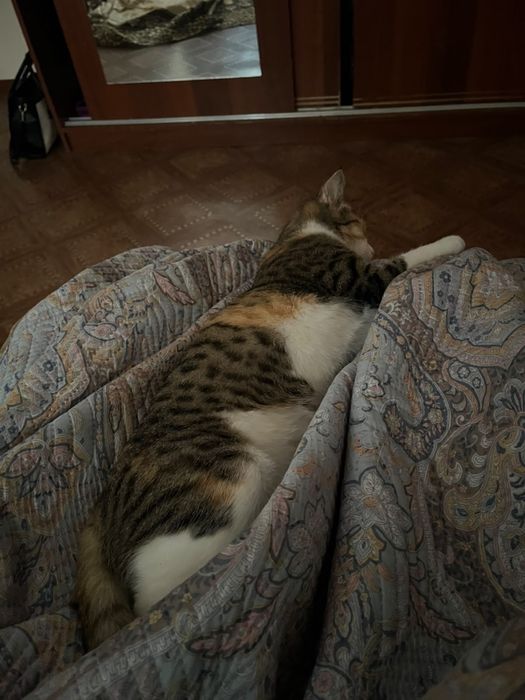 Отдам кошечку в добрые руки