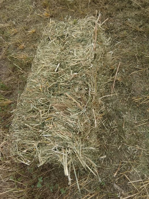Жоңышқа бирыншы шабын