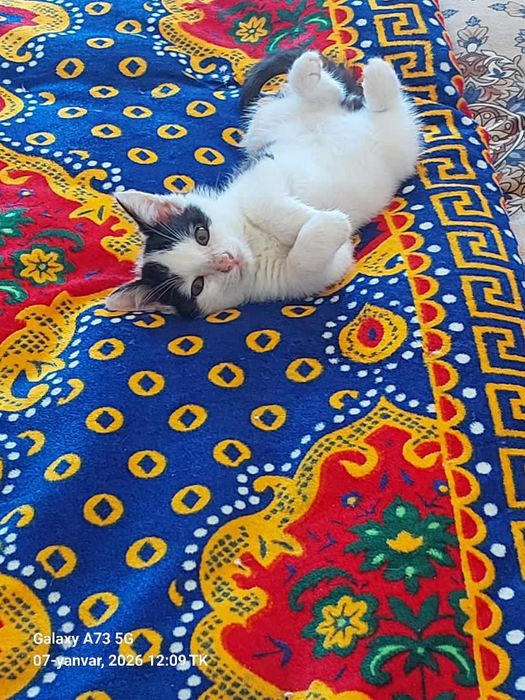 Mushuk oʻgʻil bola