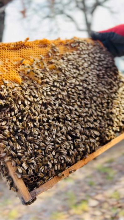 Familii de albine de vânzare – stupi cu albine, colonii puternice