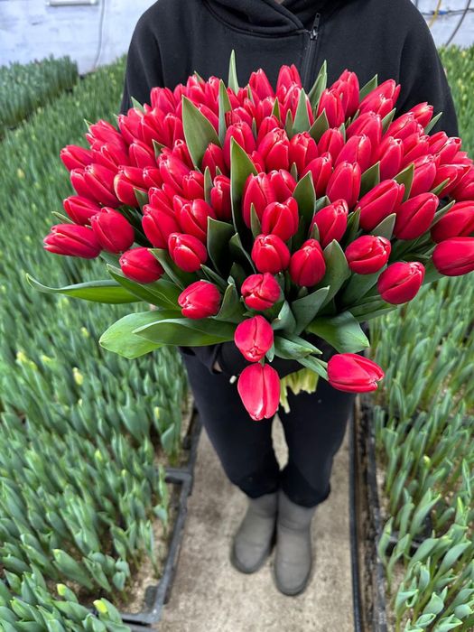 тюльпаны $$ в розницу