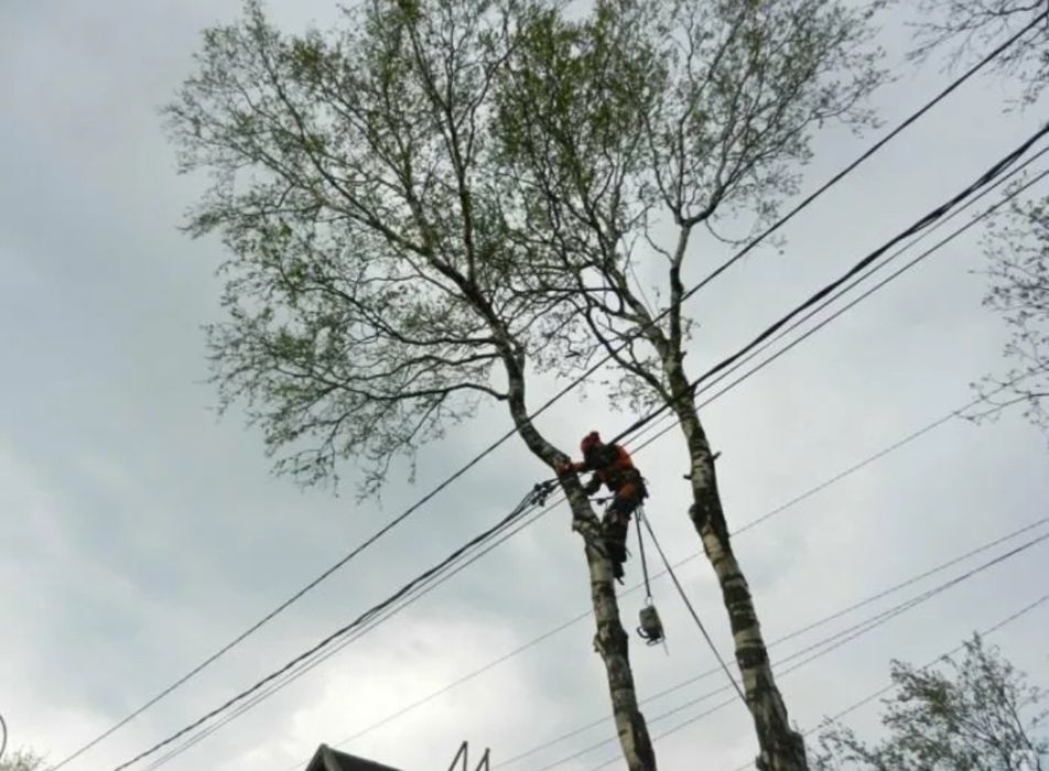 Пилим спиливаем деревья. Ағаш кесу.