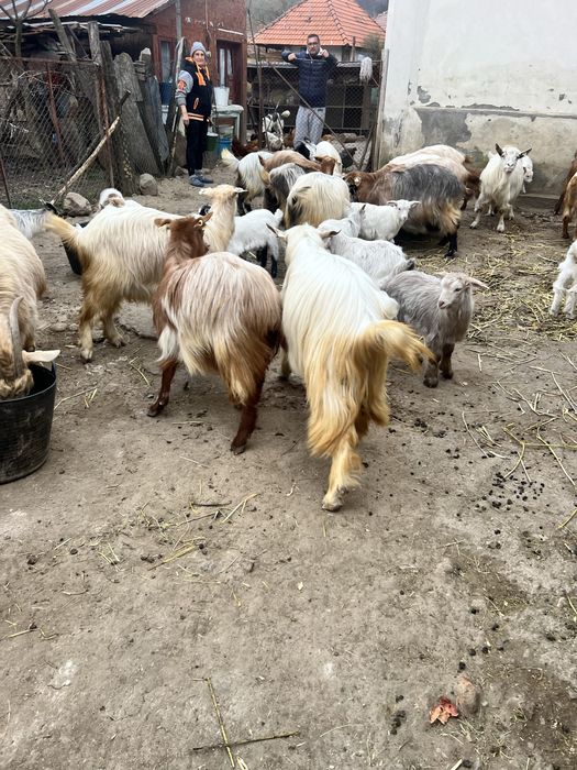 Tap noatin /de carne sau monta