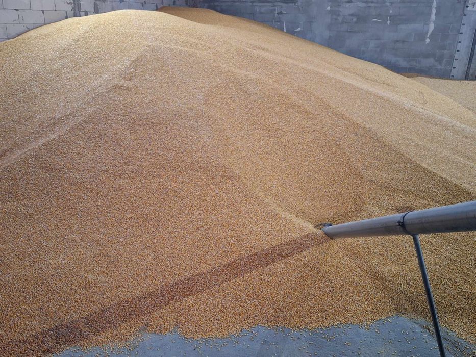 CEREALE  la comandă porumb Grau orz  Transport  Gratuit pret 1.25kg