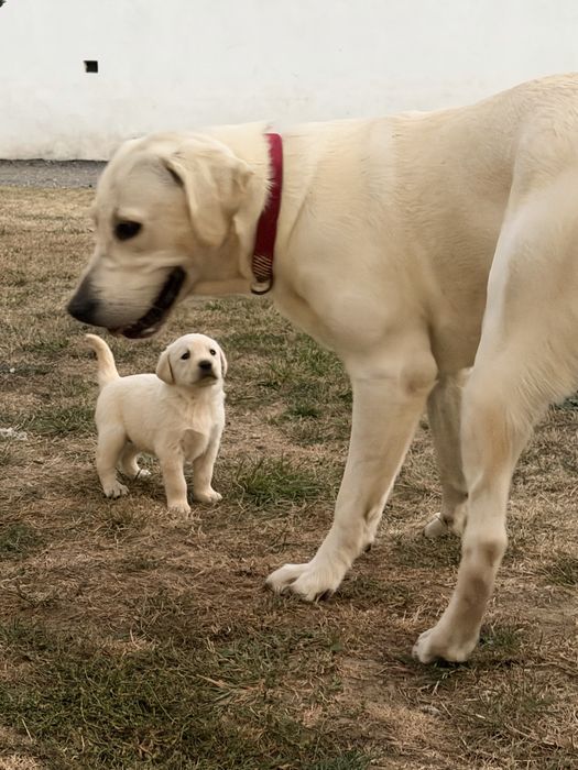 Pui Labrador cu carnet de sanatate si vaccin