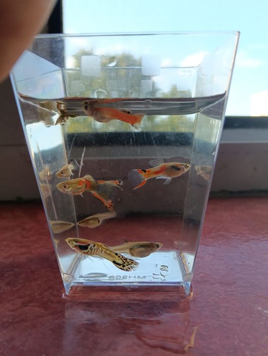 Pești Guppy Endler