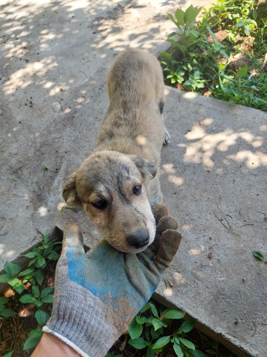 Отдадим 2-х щеночков