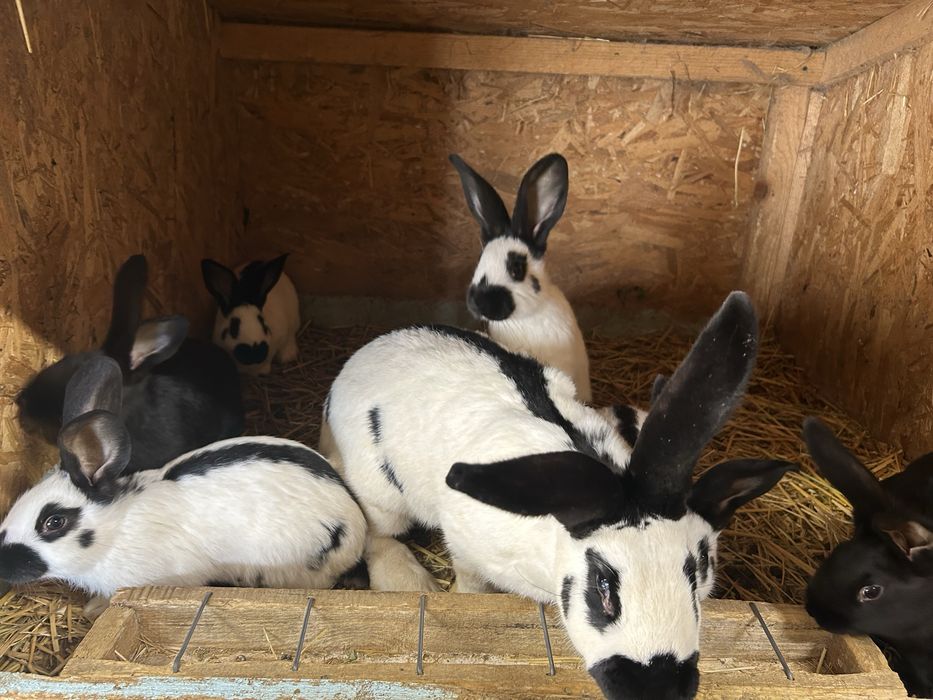 Vand tineret fluture german