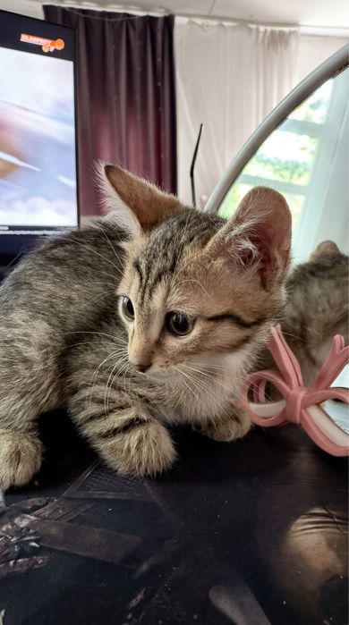 Котята ищут любящих хозяев