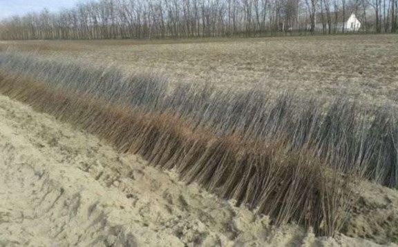 Drajoni zmeur si Marcote mur