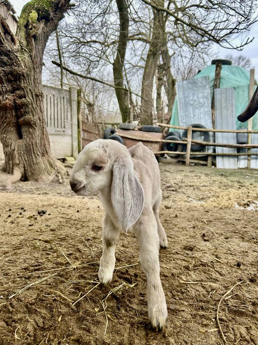 Tap anglo nubian original