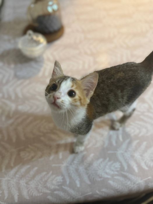 Котята в добрые руки. Ташкент