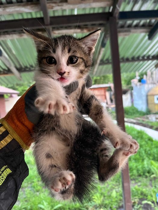 Отдам котят в хорошие руки