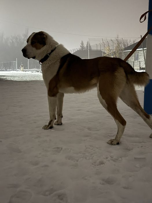 Ит жоғалды.Пропала собака САО.