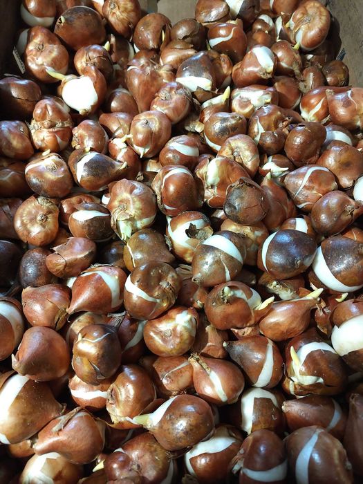 Bulbi de lalele si narcise. Lichidare stoc. Pret engros de extrasezon.