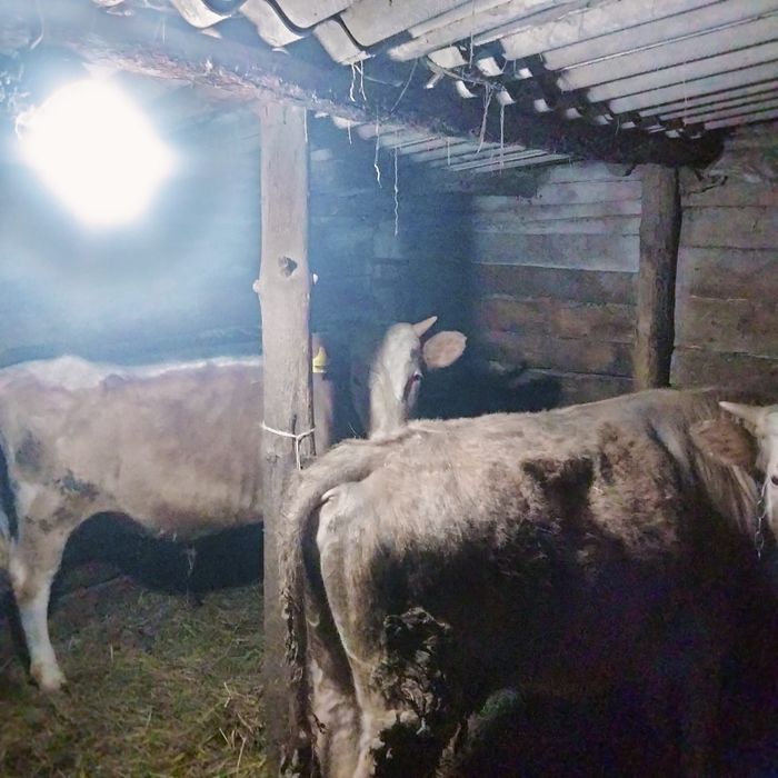 Продается годовалый бычек