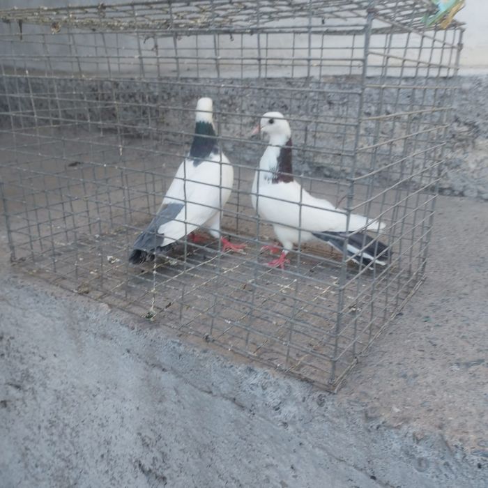 Сиза шейки готовый лет боям