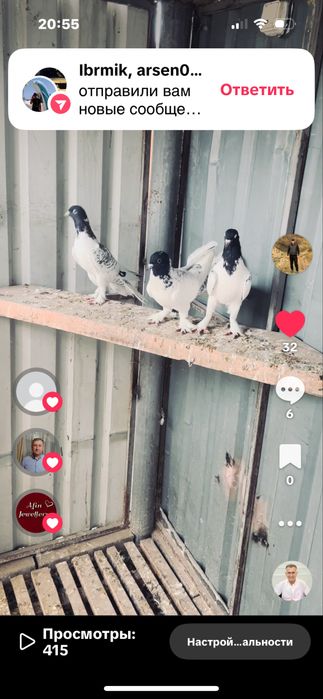 Голуби широкохвостые