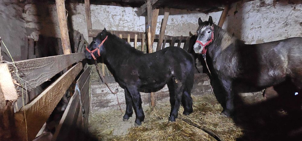 Manza de 7 luni sura sau schimb cu vaca de laptede lapte