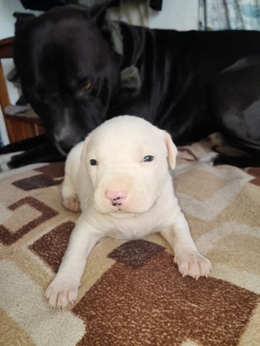 Питбуль чистокровный