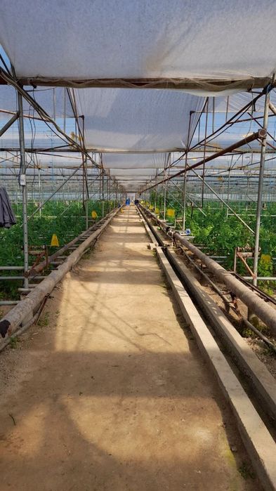 Срочно Теплица Назарбекда  сотилади вариантлар бор .