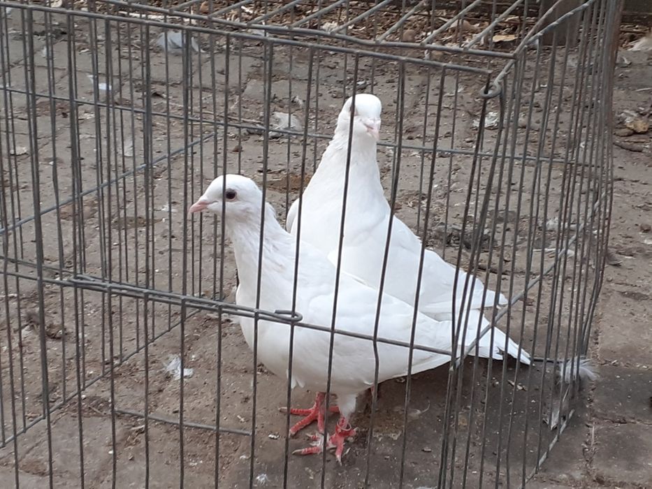 Vand porumbei americani sau Huble