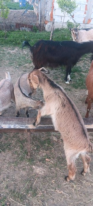 Vând iede cu vîrsta de 2 luni