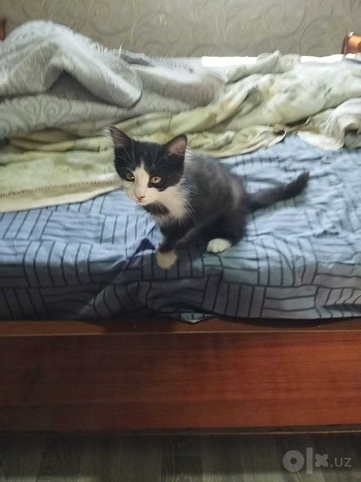 котенок бесплатно мальчик