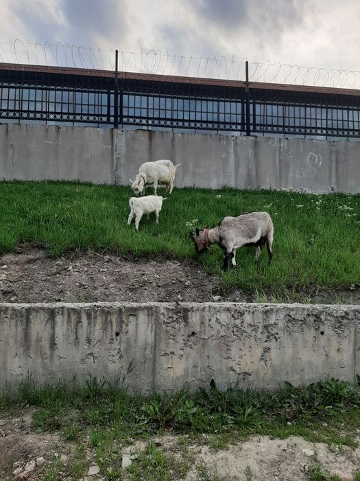 Козье молоко с доставкой на дом!