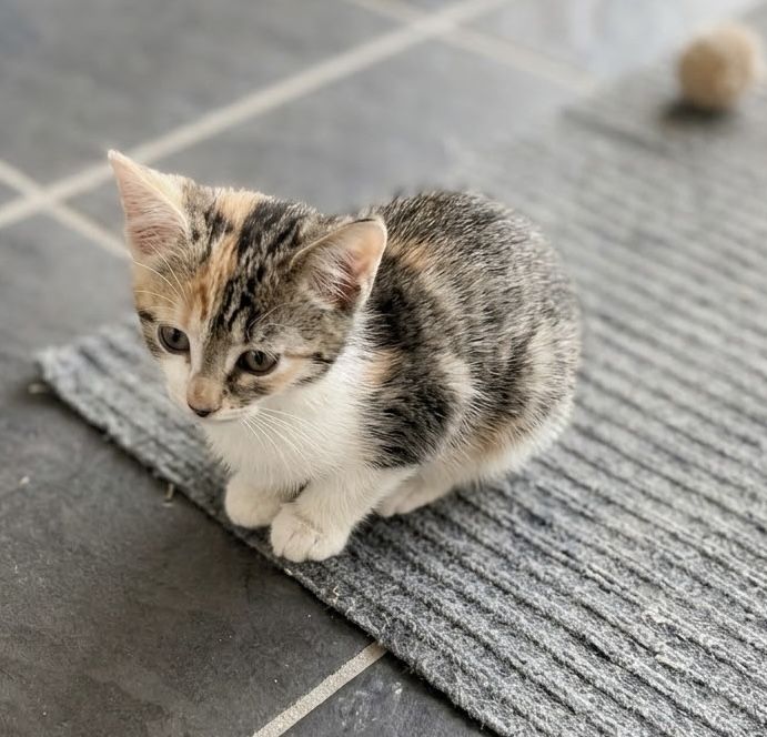 Котенок Девочка 2 месяца