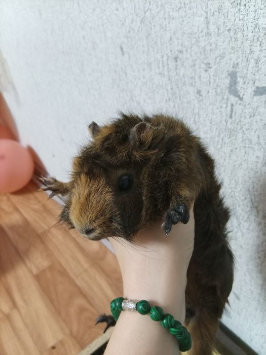 Продам морскую свинку