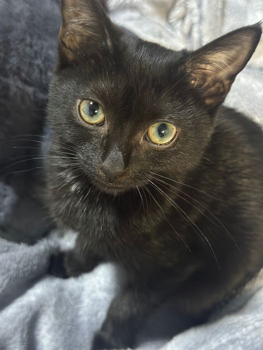 Котенок черно-белая девочка