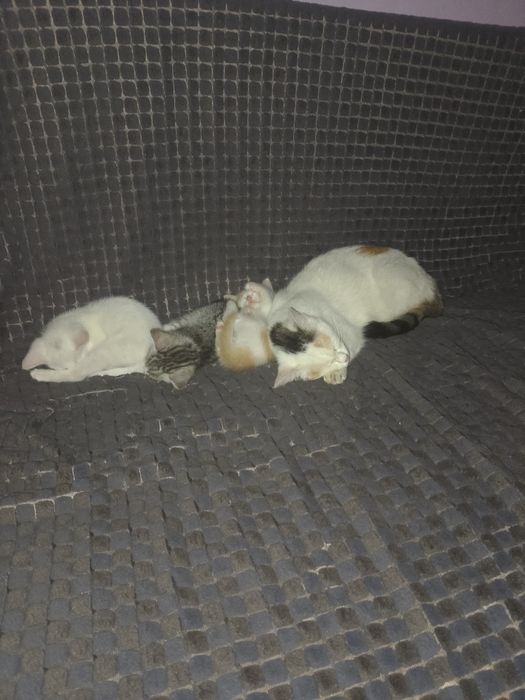 Отдам  котят  в добрые руки